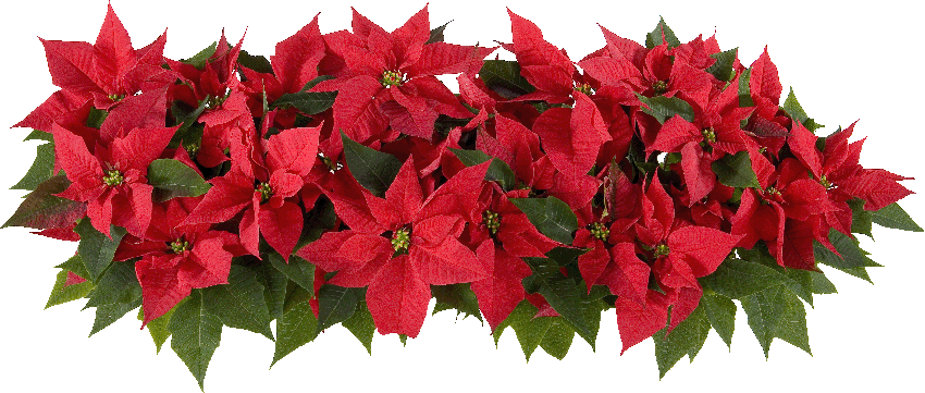 Image result for Poinsettia Day gif