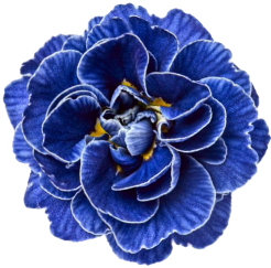 Blue Flower