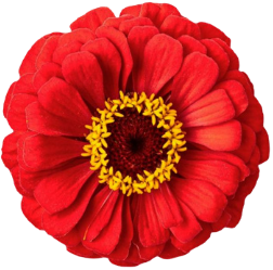 Red Flower