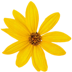 Yellow Flower